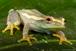 frog